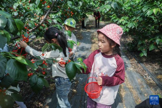 天富平台官方：乡村里的“樱桃节”
