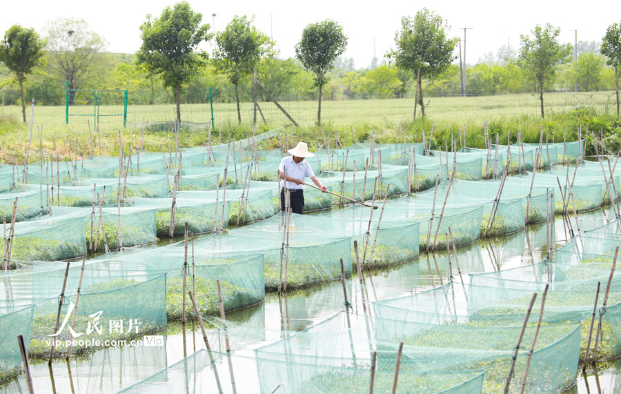 天富官方：安徽肥西：科技养殖助农增收